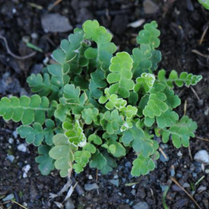 Asplenium ceterach