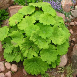 Astilboides tabularis