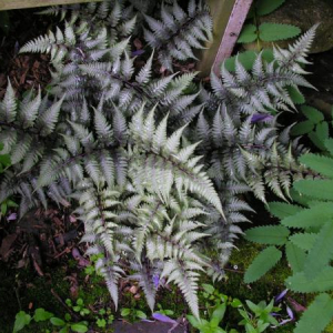 Athyrium nipponicum 'Pictum'