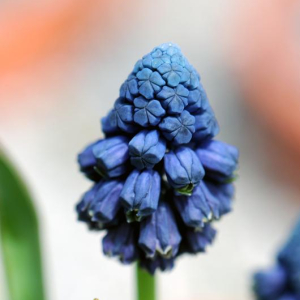 Bellevalia pycnantha