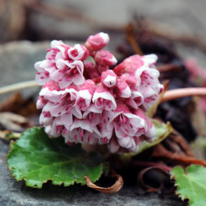 Bergenia ciliata