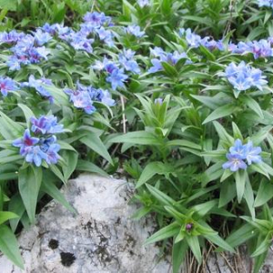 Buglossoides gastonii