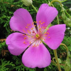 Calandrinia grandiflora