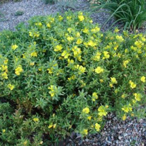 Calylophus serrulatus