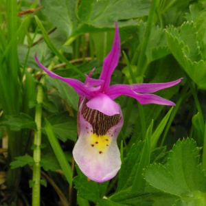 Calypso bulbosa