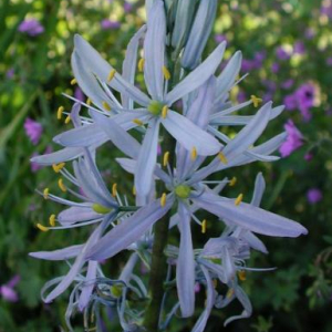 Camassia cusickii