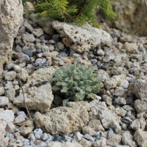 Cancrinia tianshanica