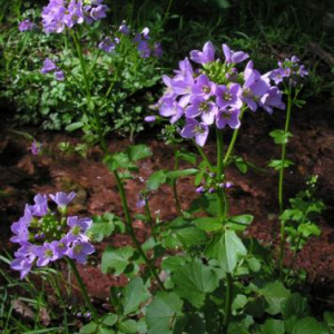 Cardamine raphanifolia