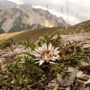Carlina acaulis
