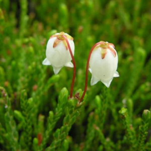 Cassiope mertensiana