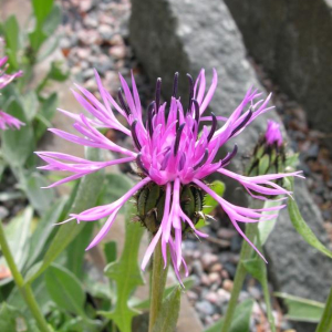 Centaurea epirota