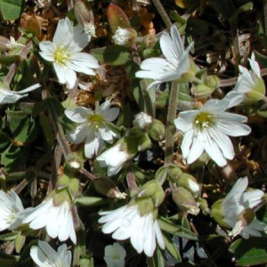 Cerastium alpinum