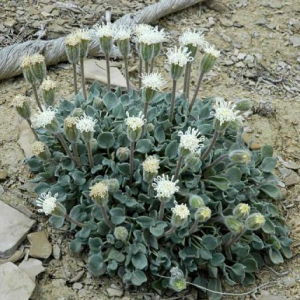 Chamaechaenactis scaposa