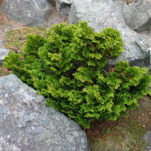 Chamaecyparis obtusa 'Gracilis'