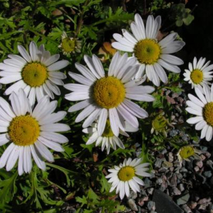 Chrysanthemum weyrichii 'White Bomb'