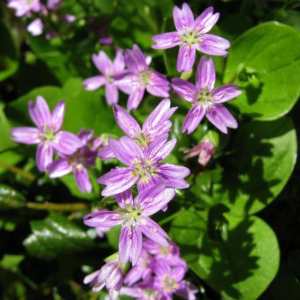 Claytonia siberica