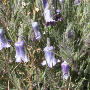 Clematis hirsutissima