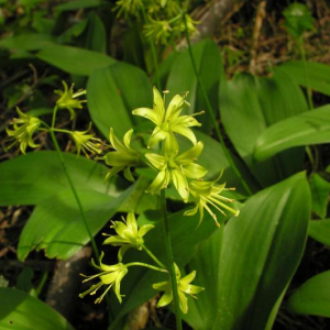 Clintonia borealis