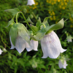 Codonopsis clematidea