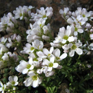 Coluteocarpus vesicaria