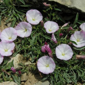 Convolvulus linearis