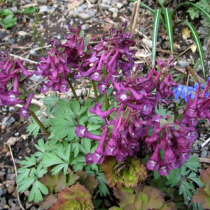 Corydalis solida