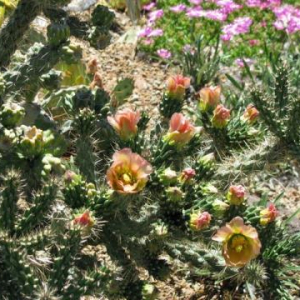 Cylindropuntia viridiflora