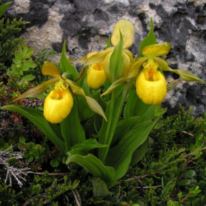Cypripedium parviflorum