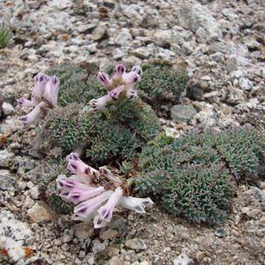 Cysticorydalis fedstchenkoi