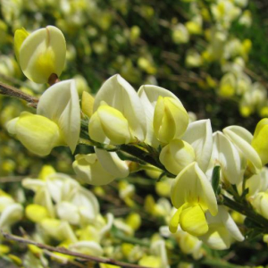 Cytisus X kewenensis