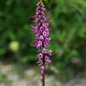 Pedicularis groenlandica