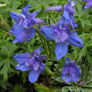 Delphinium alpinum