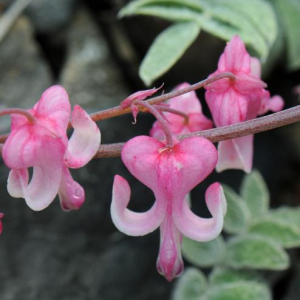 Dicentra pelegrina