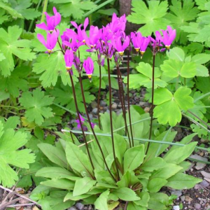 Dodecatheon meadia