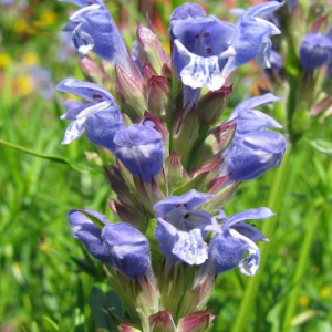 Dracocephalum ruyschiana