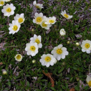 Dryas integrifolia