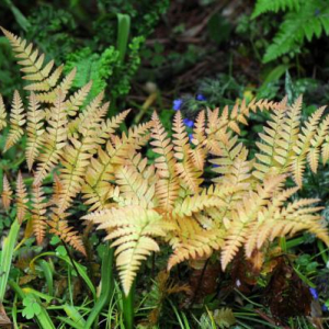 Dryopteris erythrosora