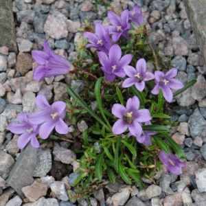 Edraianthus sephyllifolius