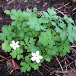 Ellisiophyllum pinnatum