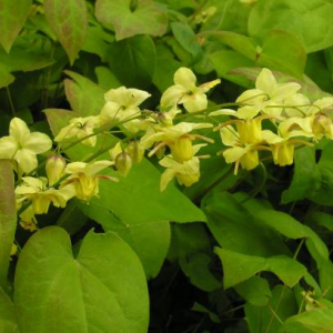 Epimedium versicolor 'Sulphureum\