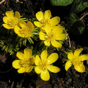 Eranthis hyemalis