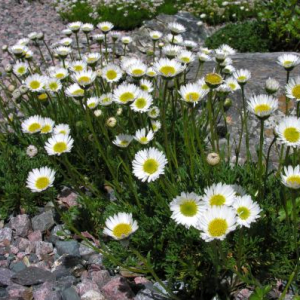 Erigeron compositus