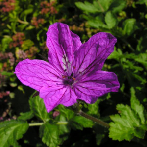 Erodium manescavii