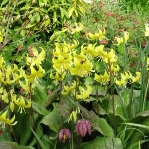 Erythronium 'Pagoda'