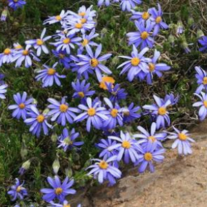 Felicia drakensbergensis