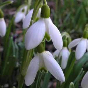 Galanthus nivalis