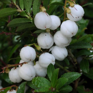 Gaultheria miquelliana