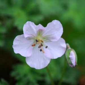 Geranium farreri