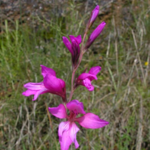 Gladiolus illyricus