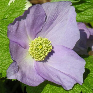 Glaucidium palmatum